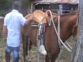  Preparador de caballos en Los Sauces