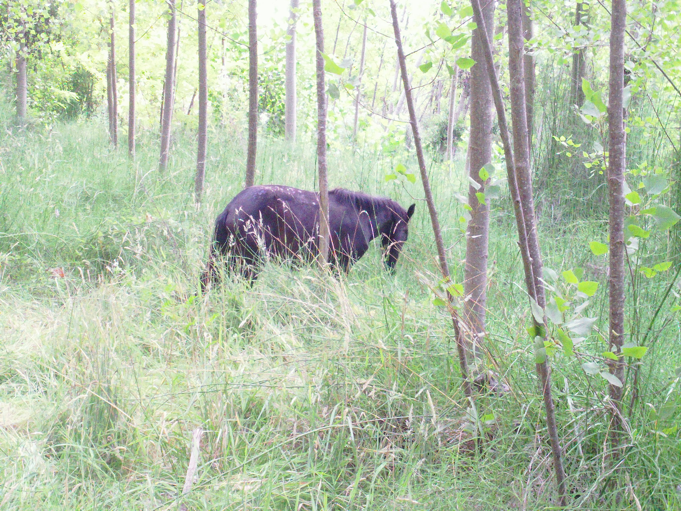 Coínco, una historia... mil recuerdos. Sexta parte