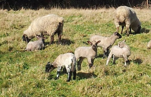 La esquila: Mujer realiza y mantiene antiguo oficio chilote