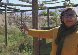 Semillero Comunitario de Tatara Alto - Freirina