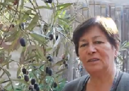 Olivos Centenarios de Huasco Bajo